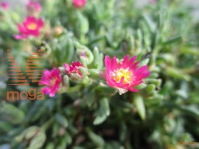delosperma