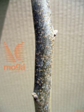 kaki "Jiro"