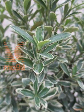 japonska trdoleska "Microphyllus Albovariegatus"