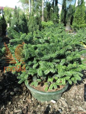 kitajski brin "Expansa Variegata"