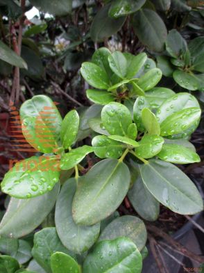 rododendron "Goldbukett"
