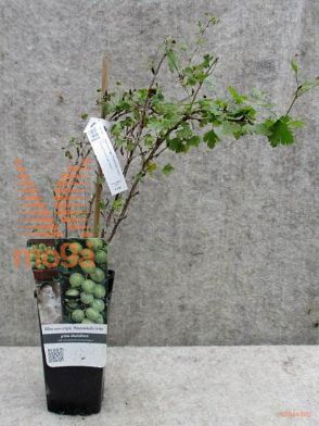 kosmulja "Hinnonmaki Green"