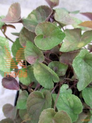 labradorska vijolica