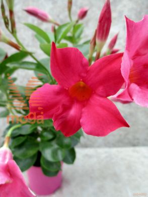mandevila "Sundaville"