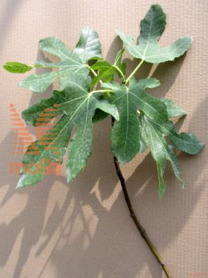 navadna smokva "Melanzana"