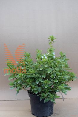 azaleja "Adonis"