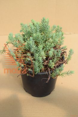 upognjena homulica