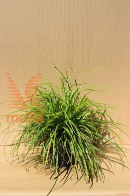japonski šaš "Everlime"