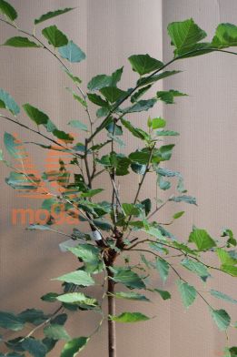 murva "MojoBerry"