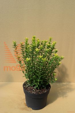japonska trdoleska "Microphyllus Aureovariegatus"