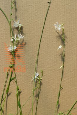 gaura "Sparkle White"