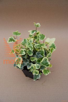 bršljan "White Wonder"