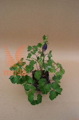 navadna orlica "Navy Blue"