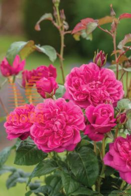 vrtnica "James L. Austin"