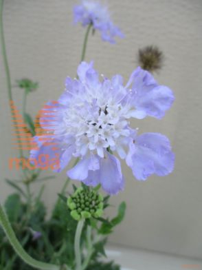 navadni grintavec "Mariposa Blue"
