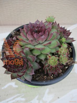 navadni netresk "Dark Beauty"