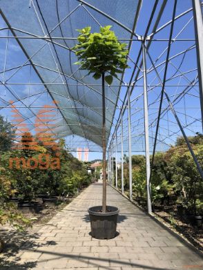 Catalpa bignonioides "Nana" |12/14|AF deblo|C40