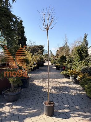 Catalpa bignonioides "Nana" |8/10|AF deblo|C