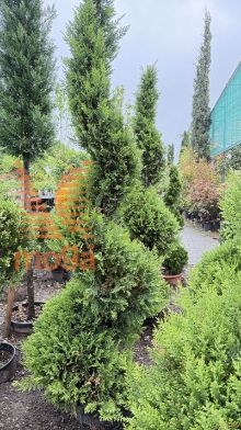 Cupressocyparis leylandii "Castlewellan Gold" |200+|spirala|C50