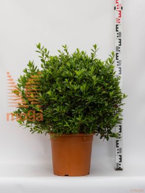Rhododendron japonicum Hyb. |50-60|FI:50-60|krogla|roza|C15
