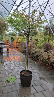 Euonymus alatus "Compactus" |1/2 deblo|FI:40-50|C32