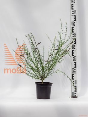 Cytisus scoparius "Roter Favorit" |20-40|P14