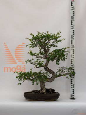 Zelkova serrata |60|bonsai|P