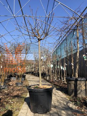 Liquidambar styraciflua "Gum Ball" |1/2 deblo|C