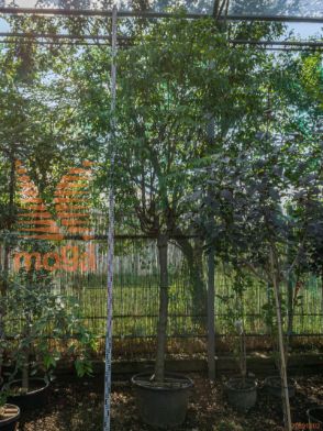 Fraxinus ornus "Meczek" |25/30|3/4 deblo|C