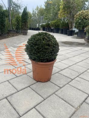Taxus baccata |25-30|krogla|P24