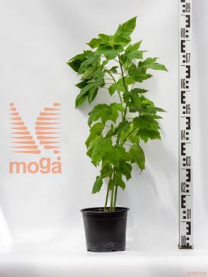 Hibiscus moscheutos "Jazzberry Jam" |C3