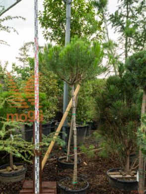 Pinus pinea |12/14|3/4 deblo|C