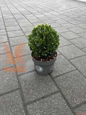 Ilex crenata "Dark Green" |10-20|FI:10-20|krogla|P17