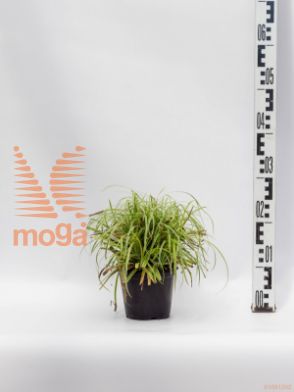 Carex morrowii "Silver Sceptre" |P14