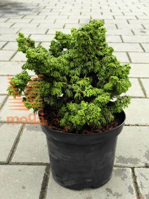 japonska pacipresa "Maureen"