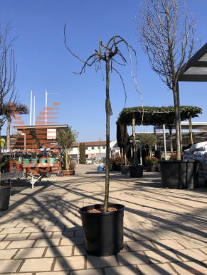 Caragana arborescens "Pendula" |1/2 deblo|C