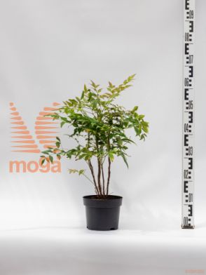 Nandina domestica "Sunset Boulevard"