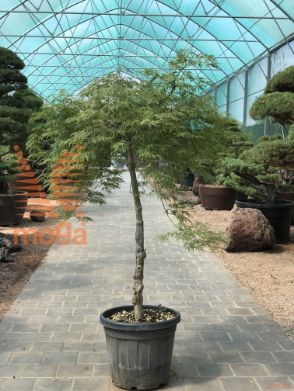 Acer palmatum "Dissectum Stella Rossa" |100-125|1/2 deblo|FI:100-125|C