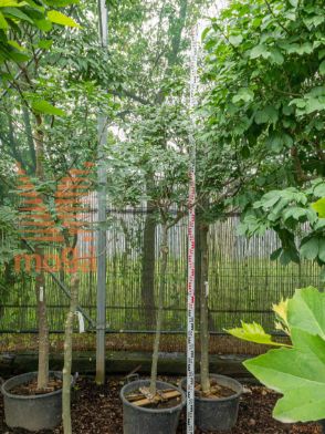 Fraxinus ornus "Meczek" |10/12|1/2 deblo|C