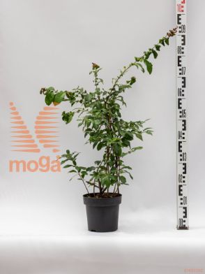 Chaenomeles speciosa "Eximia" |20-40|C