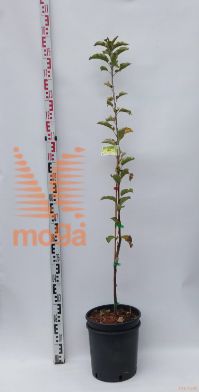 Malus domestica "Merkur" ® |100-150|M7|večletna sadika|C