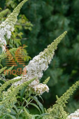 davidov metuljnik "White Bouquete"
