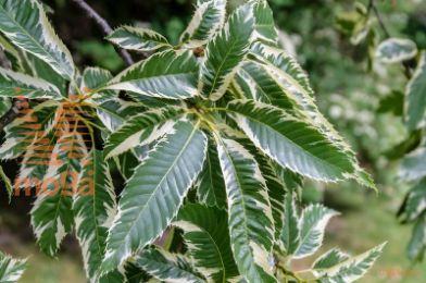 pravi kostanj "Variegata"