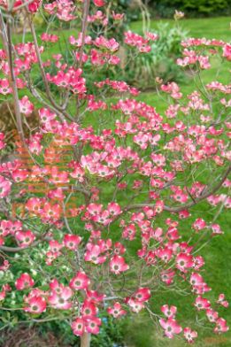 ameriški dren "Sweetwater"