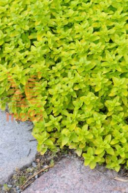 origano "Aureum"