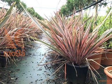 formium "Rainbow Queen"