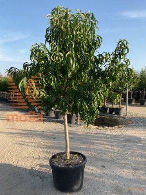 navadna breskev "Dixi Red"