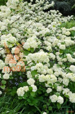 japonska brogovita "Rotundifolium"