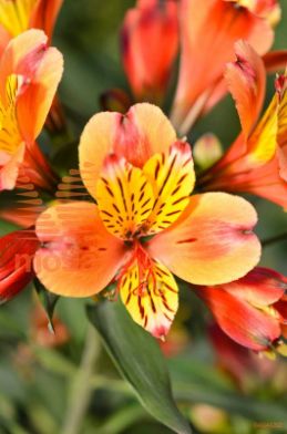 alstremerija "Indian Summer"