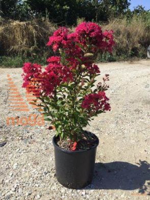 indijska lagerstremija "Petite Red"